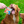 Load image into Gallery viewer, It's The Dogs - Tasty, natural dog treats - 3 x 45g bags mutlipack